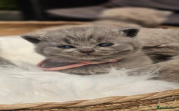 British Shorthair cats for sale: GCCF British Shorthair Kittens Champion - Image 8