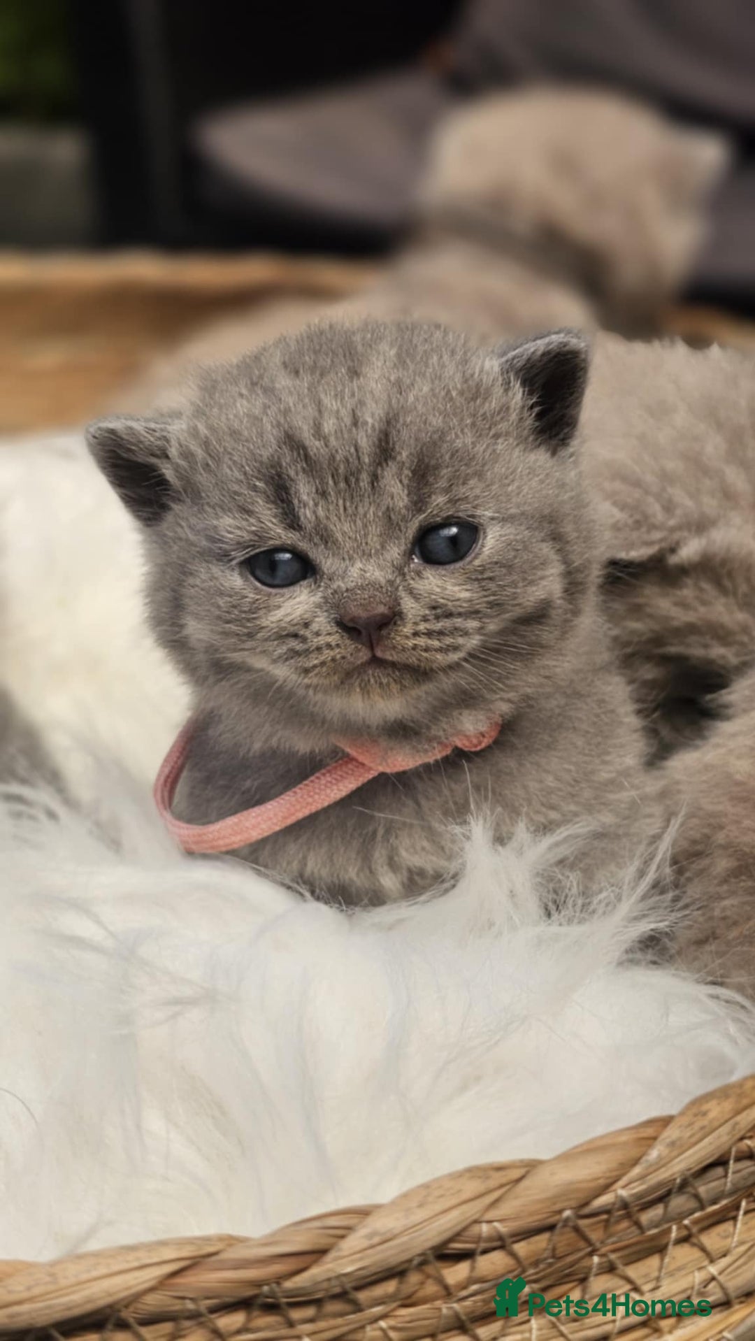 British Shorthair cats for sale: GCCF British Shorthair Kittens Champion - Image 8