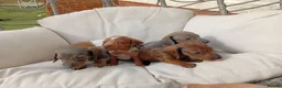 Dachshund dogs for sale: Dachshund puppies in Kettering - Advert 3