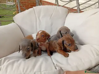 Dachshund dogs Dachshund puppies - Advert 3