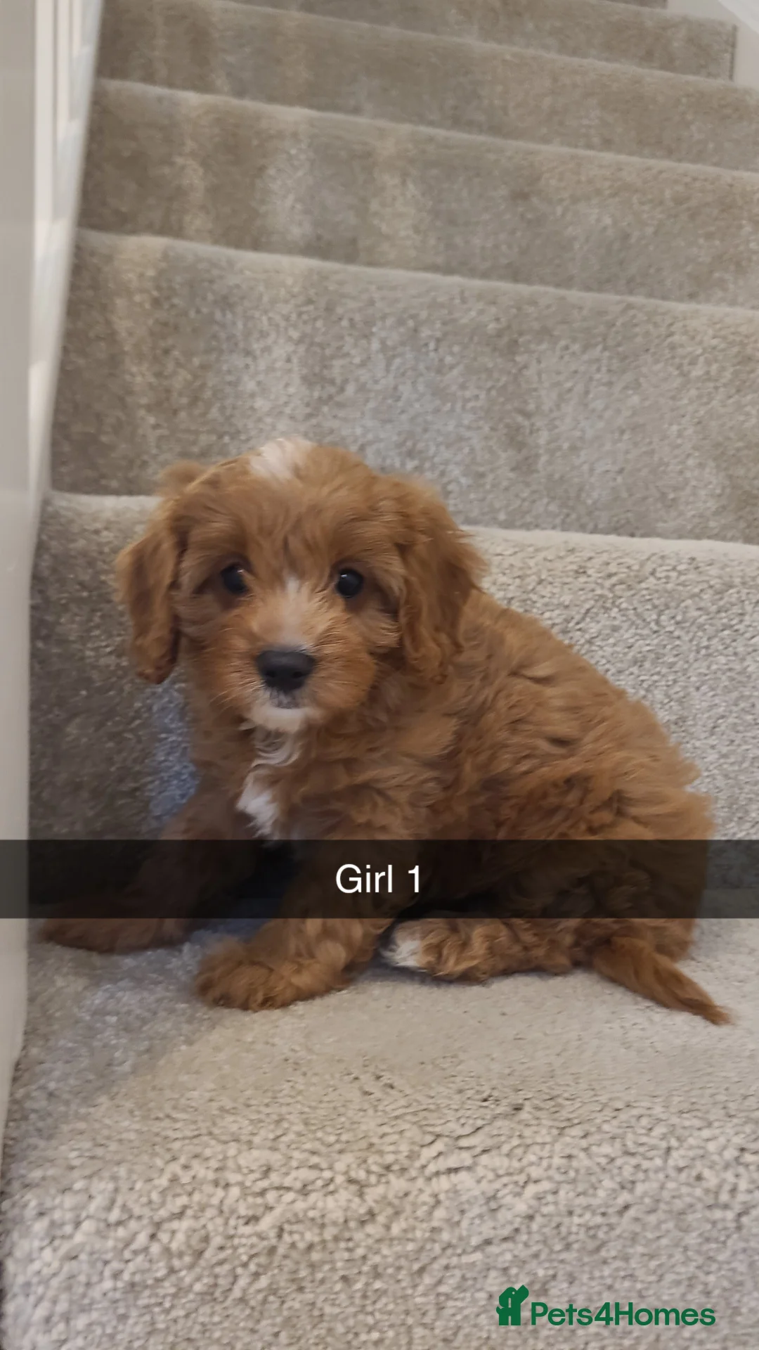 Cavapoo dogs for sale: Cavapoo puppys  - Advert 10