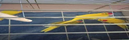 Parrots birds for sale: For sale  in Worksop - Advert 1