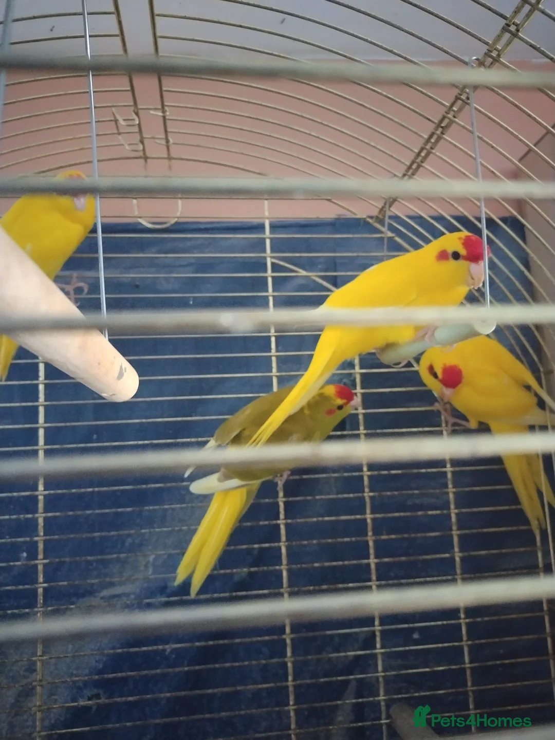Parrots birds for sale: For sale  in Worksop - Advert 1