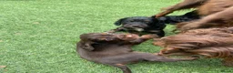 Cocker Spaniel dogs for sale: Beautiful working cocker spaniel puppies - Advert 23