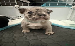 French Bulldog dogs for sale: French bulldog puppies looking for loving homes  - Image 9