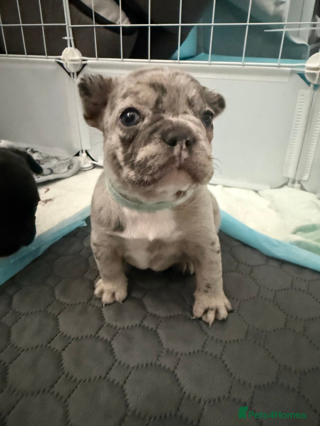 French Bulldog dogs for sale: French bulldog puppies looking for loving homes  - Image 9