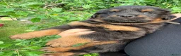 Rottweiler dogs for sale: 8 Rottweiler Pups (ONLY 2 LEFT) - Advert 24