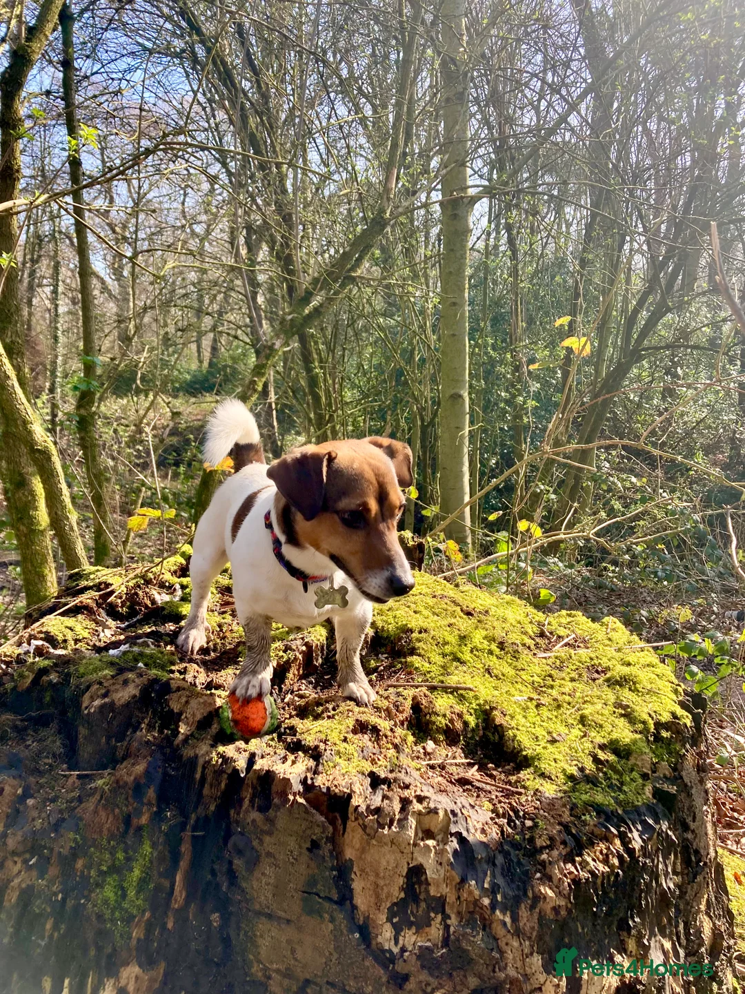 Jack Russell dogs for stud: Jack Russel For stud in Liverpool - Advert 4