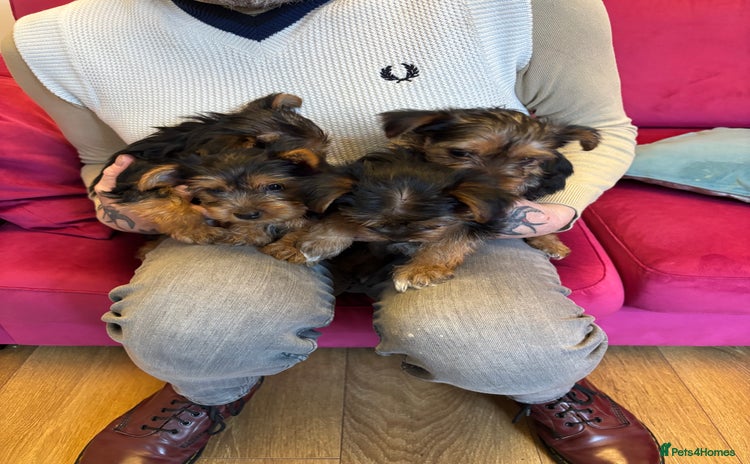 Yorkshire Terrier dogs - Advert 2