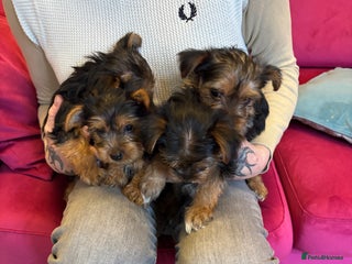 Yorkshire Terrier dogs - Advert 8
