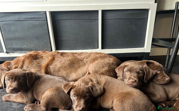 Labrador Retriever dogs - Advert 13