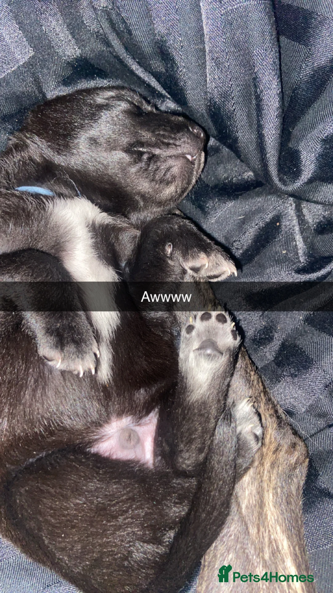 Mixed Breed dogs for sale: Whippet bull malinois X Malinois  - Advert 5