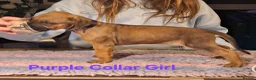 Rhodesian Ridgeback dogs for sale: Champion Bloodline Pups Available  - Advert 13