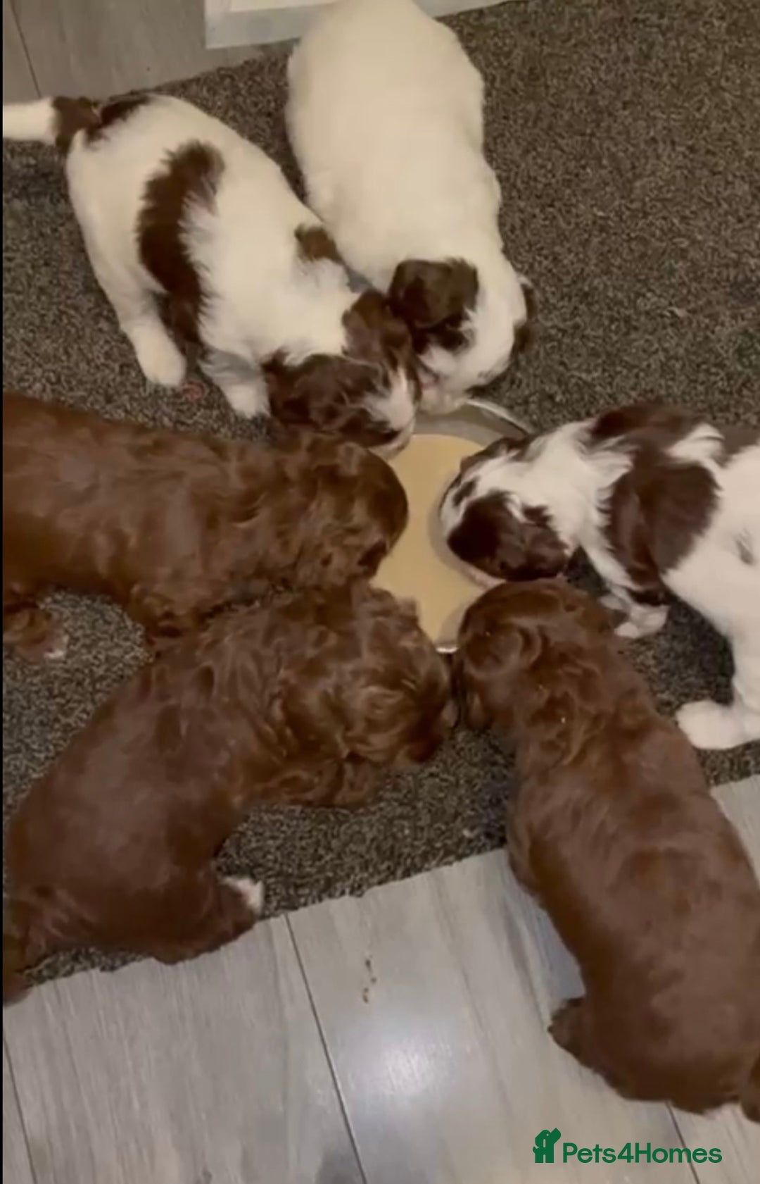 Toy Poodle dogs for stud: Toy poodle available for stud  in Rowlands Gill - Advert 33