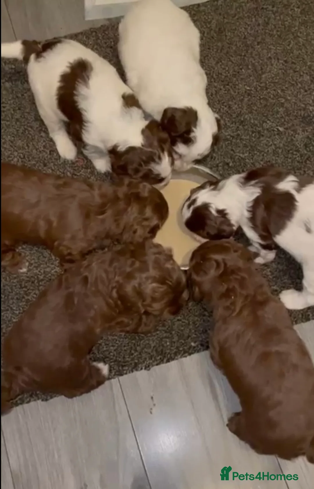 Toy Poodle dogs for stud: Toy poodle available for stud  in Rowlands Gill - Advert 24