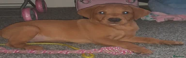Labrador Retriever 1