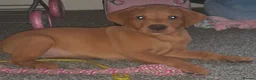 Labrador Retriever dogs for sale: Labrador fox red in Washington - Advert 1