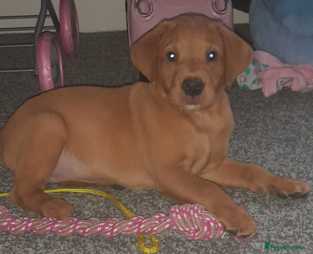 Labrador Retriever dogs for sale: Labrador fox red in Washington - Advert 1