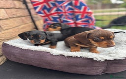 Miniature Dachshund dogs for sale: Miniature dachshund puppies  - Image 8