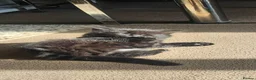 Mixed Breed cats for sale: 2 kittens in Oxford - Advert 20