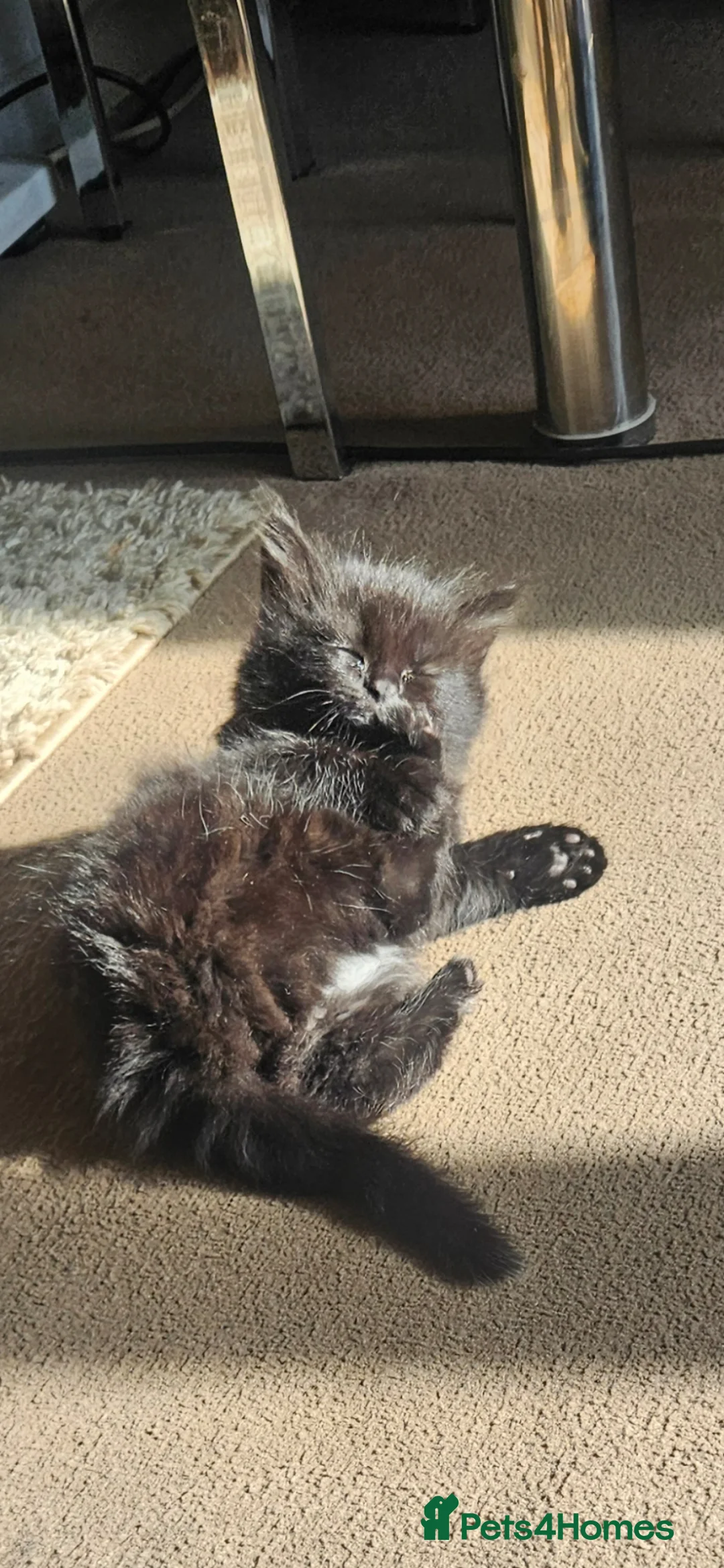Mixed Breed cats for sale: 2 kittens in Oxford - Advert 20