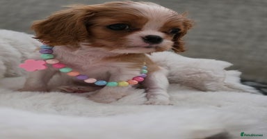 Cavalier King Charles Spaniel dogs - Advert 8