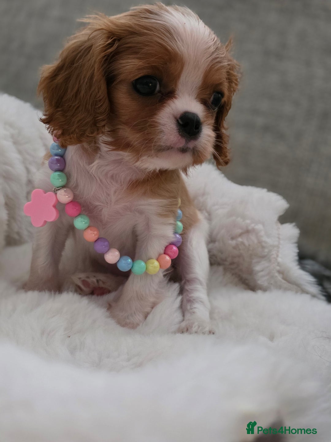 Cavalier King Charles Spaniel dogs for sale: Cavalier King Charles spaniel girl  - Image 2