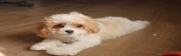 Cavapoochon dogs for sale: Extensively Health tested Ready to leave now 💕 - Advert 4