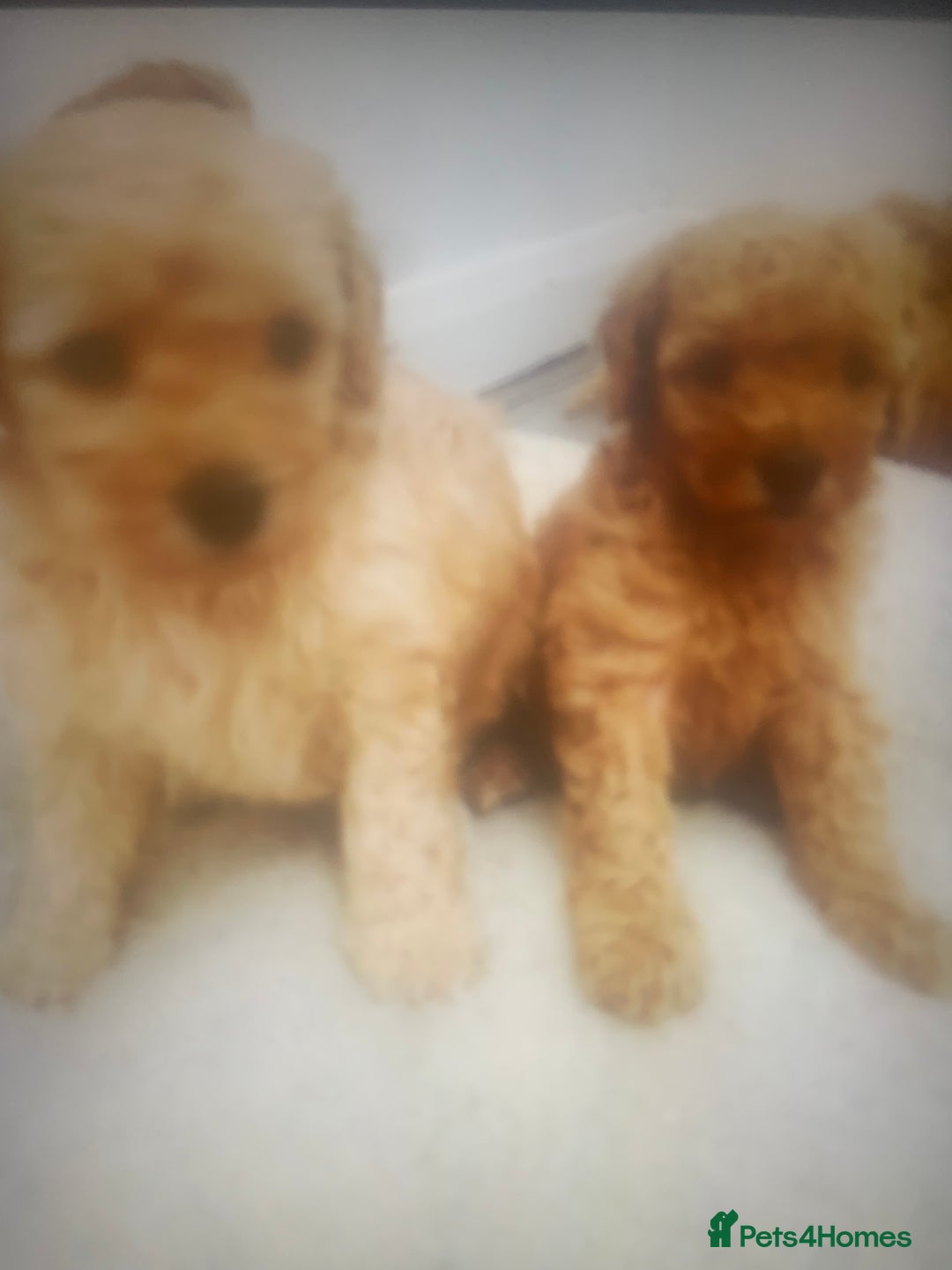 Poochon dogs for sale: Poochon puppies  - Advert 4