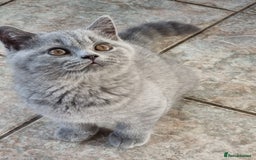 British Shorthair cats for sale: British Shorthair kittens.  - Image 9