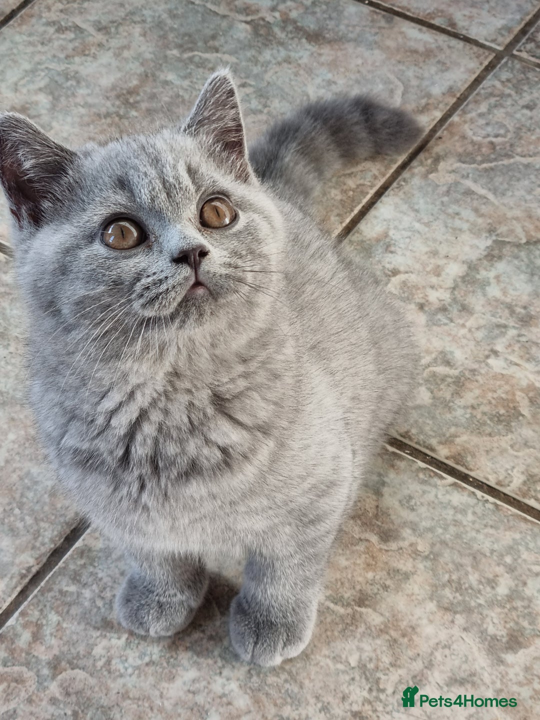 British Shorthair cats for sale: British Shorthair kittens.  - Image 9