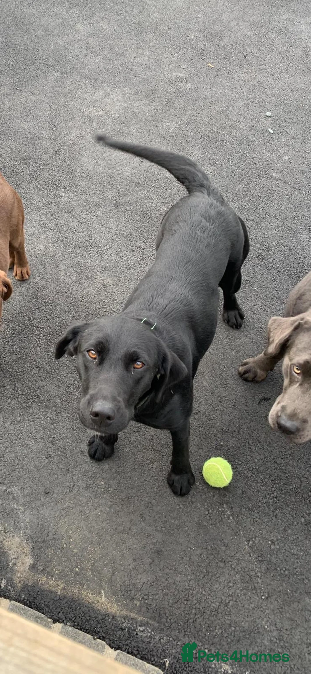 Labrador Retriever dogs for sale: Beautiful Labrador puppies in Ingatestone - Advert 13