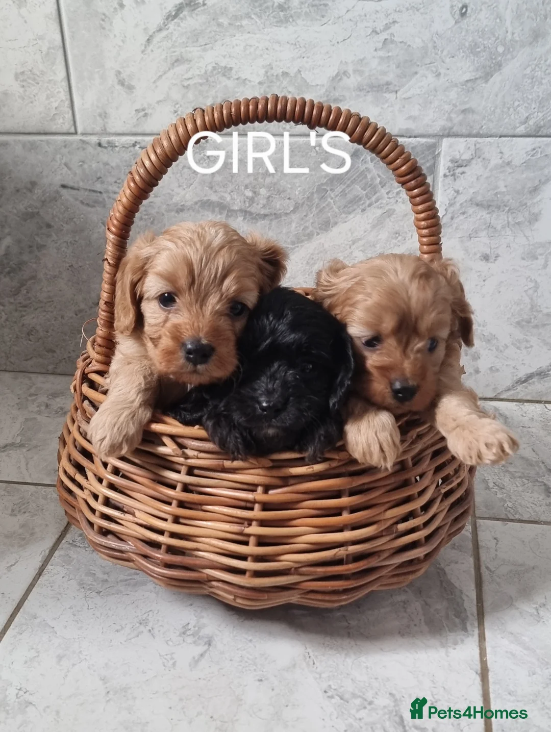 Cavapoo dogs for sale: Toy f1 cavapoos babies  - Advert 1
