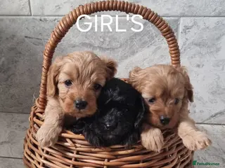 Cavapoo dogs Toy f1 cavapoo babies - Advert 18