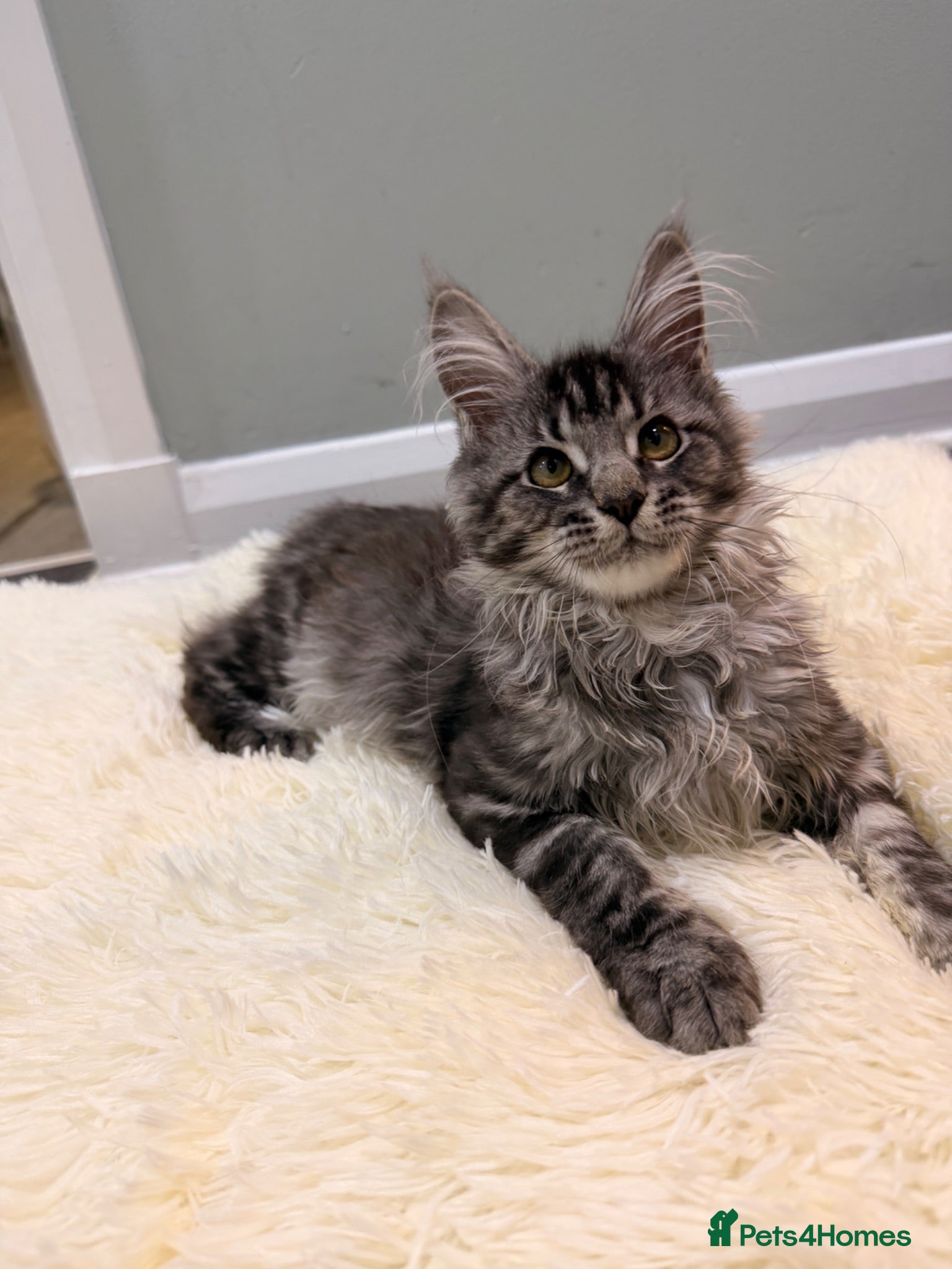 Maine Coon cats Last Girl pure Maincoon  - Advert 1