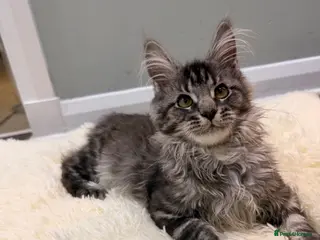 Maine Coon cats Last Girl pure Maincoon - Advert 1