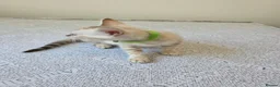 Bengal cats for sale: Snow bengal tica active - Advert 40