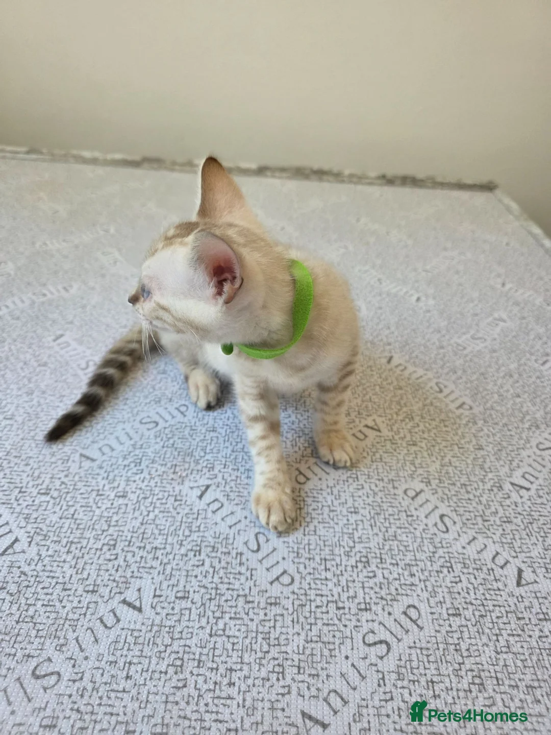 Bengal cats for sale: Snow bengal tica active - Advert 40