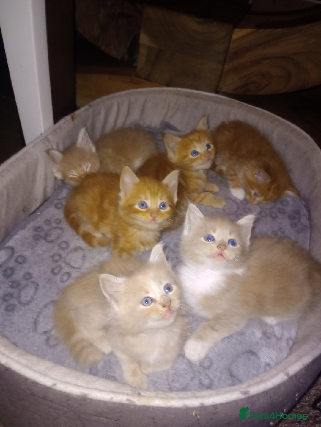 Maine Coon cats for sale: I have Beautiful healthy maicoon XL  - Image 27