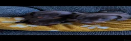Miniature Dachshund dogs for sale: Genuine miniature dachshund  - Advert 23