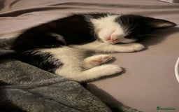 European cats for sale: Tuexdo - Image 3