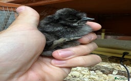 Chickens poultry for sale: Silkie chicks  in King's Lynn - Image 4