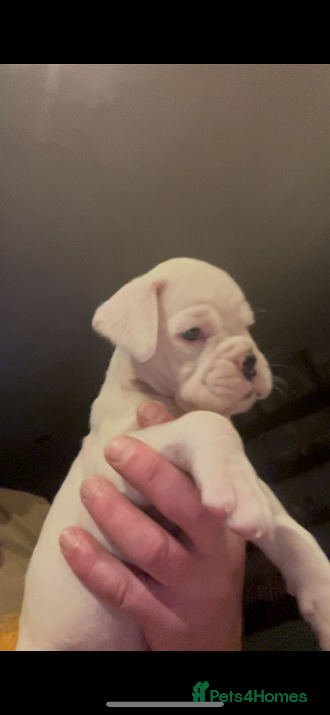 Boxer dogs for sale: Gorgeous chunky Boxer Puppies - Advert 4