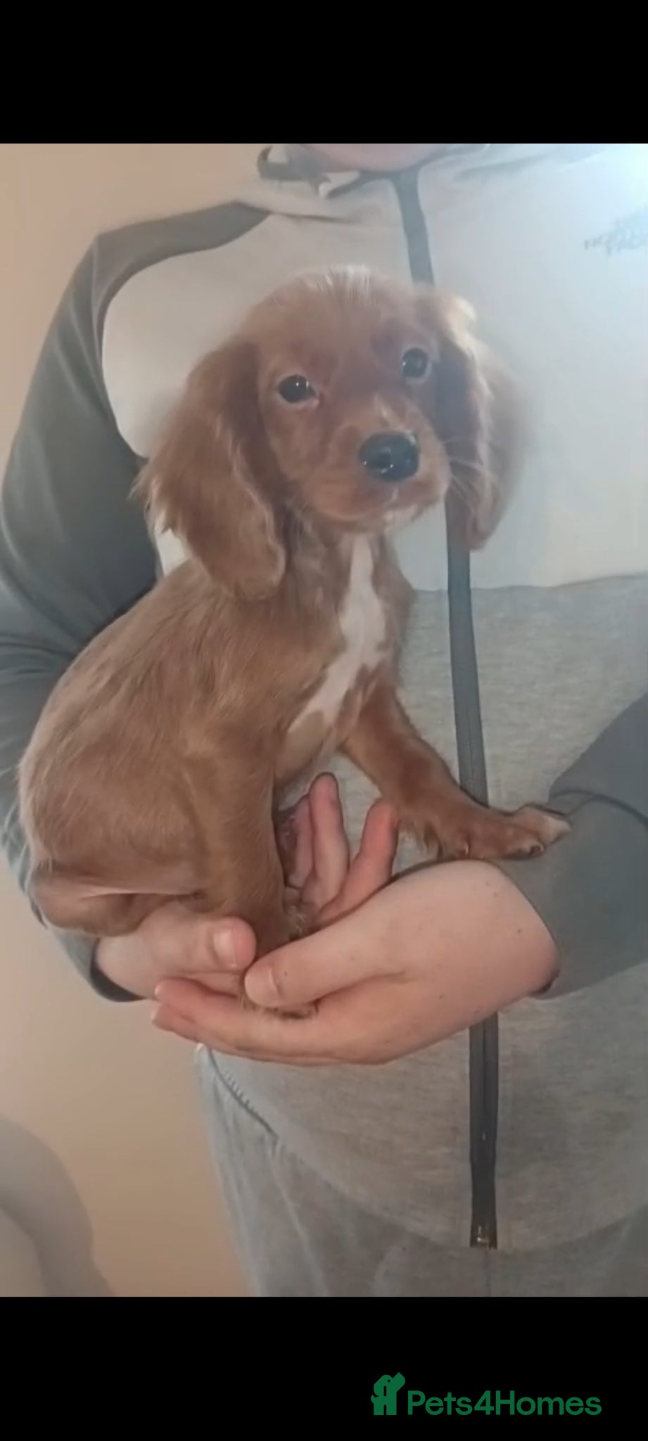Cocker Spaniel dogs Cocker spaniel puppies  - Advert 12