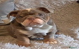 English Bulldog dogs for sale: Kc reg British bulldogs  - Image 1