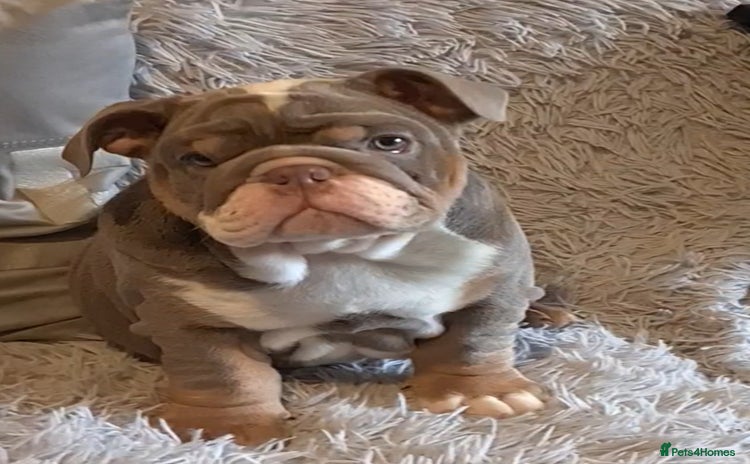 English Bulldog dogs - Advert 2