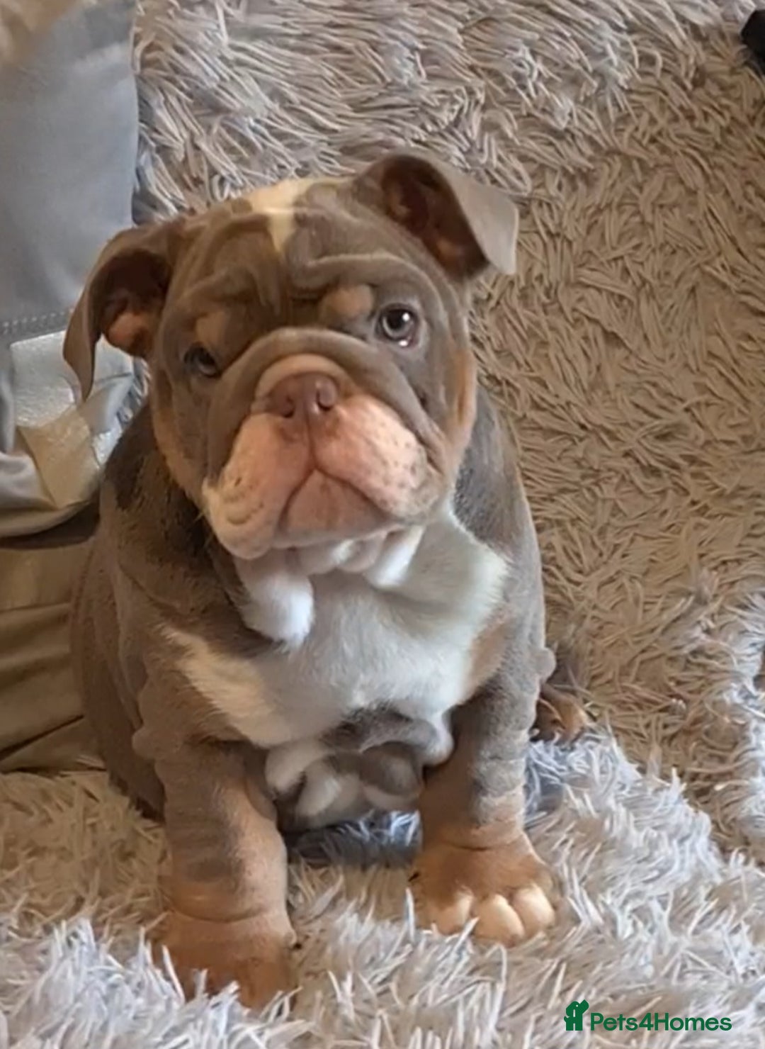 English Bulldog dogs for sale: Kc reg British bulldogs  - Image 1