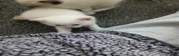 Mixed Breed cats for sale: Blended Ragdoll Kittens - Advert 14