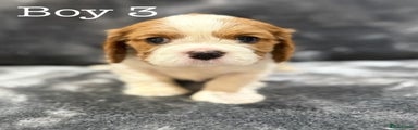 Cavalier King Charles Spaniel Puppy 3
