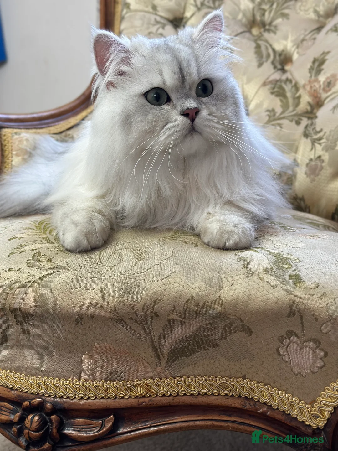 British Longhair cats for stud: TICA British long hair boy for stud  - Advert 9